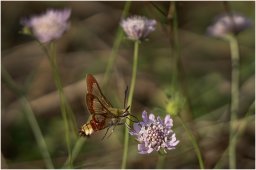 macro 18